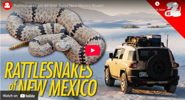 Rattlesnakes are All Over these New Mexico Roads!
